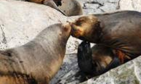 Maritima Lobos por el Canal Beagle