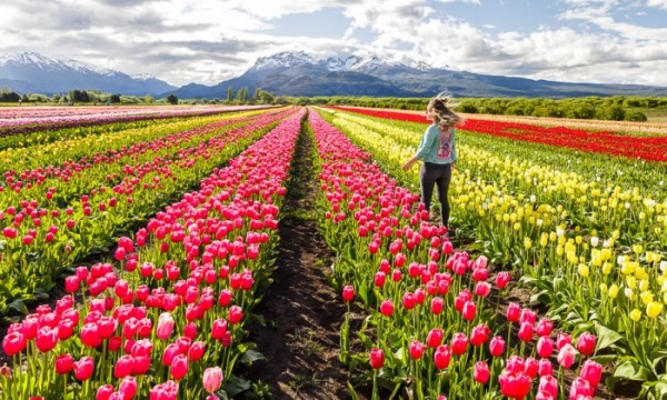 Campos de Tulipanes en Trevelin - 3 noches Manquehue