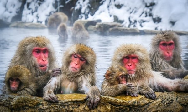 JAPAN IN WINTER 2025