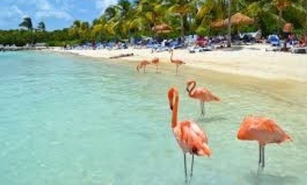 Divi Village Golf and Resort Aruba - Cupos Confirmados con Gol