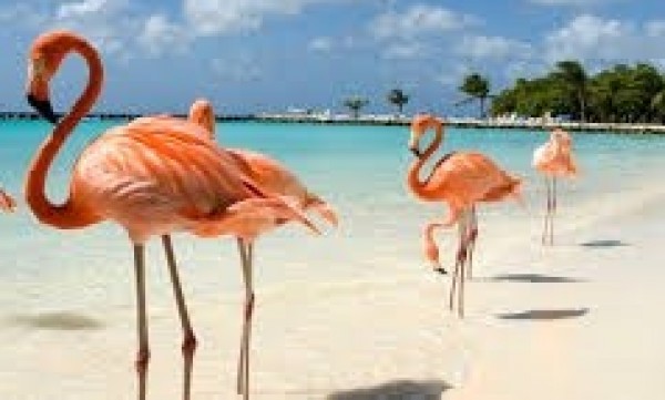 Joia by Iberostar - Cupos Confirmados con GOL