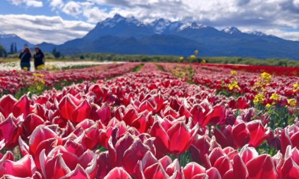 Campos de Tulipanes en Trevelin - 3 noches